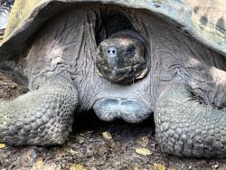 2024_02_26_08_Galapagos_Isabela_giant_tortoise_pulled_into_shell