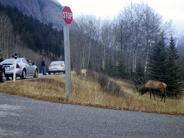 Elk along the road in Banff National Park.