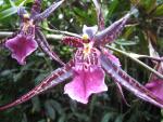 Hawaii Tropical Botanical Garden: Orchid