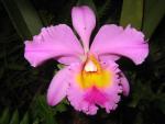 Hawaii Tropical Botanical Garden: Orchid