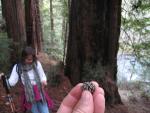 Pfeiffer Big Sur: Buzzard's Roost Trail:Redwood pine cone!