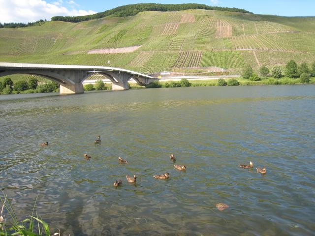 Looking across the Mosel River.
