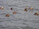 Ducks on the Mosel River.