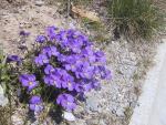 Alpine violets.