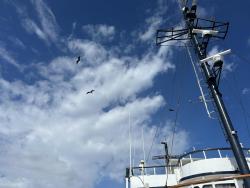 2024_02_25_10_Galapagos_Isabela_frigate_birds_above_ship