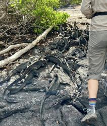 2024_02_25_15_Galapagos_Fernandina_marine_iguanas_at_panga_landing_site