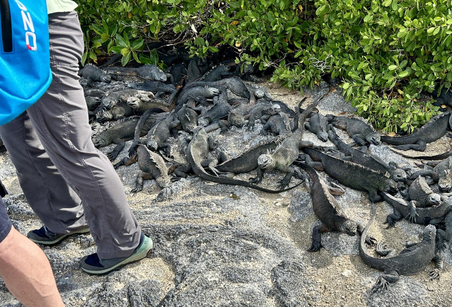 2024_02_25_18_Galapagos_Fernandina_marine_iguanas_at_panga_landing_site