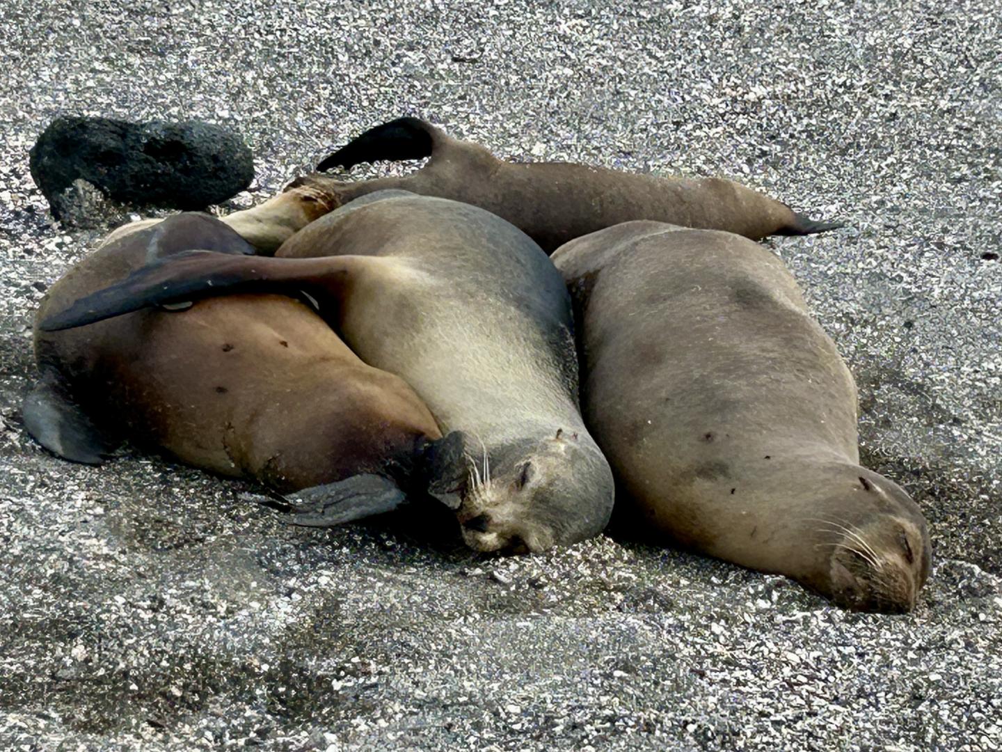 2024_02_25_22_Galapagos_Fernandina_sea_lions_snoozing