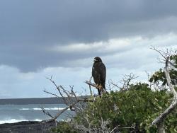 2024_02_25_25_Galapagos_Fernandina_hawk