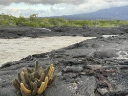 2024_02_25_28_Galapagos_Fernandina_lava_cactus