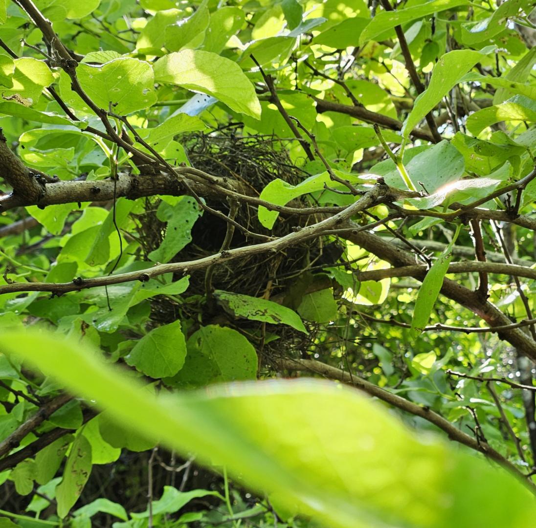 2024_02_26_05_Galapagos_Isabela_finch_nest_in_poison_apple_tree