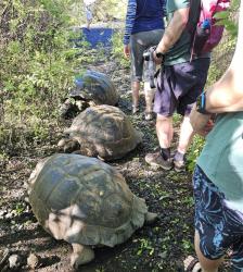 2024_02_26_08_Galapagos_Isabela_giant_tortoise_traffic_jam