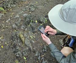 2024_02_26_11_Galapagos_Isabela_giant_tortoise_poo