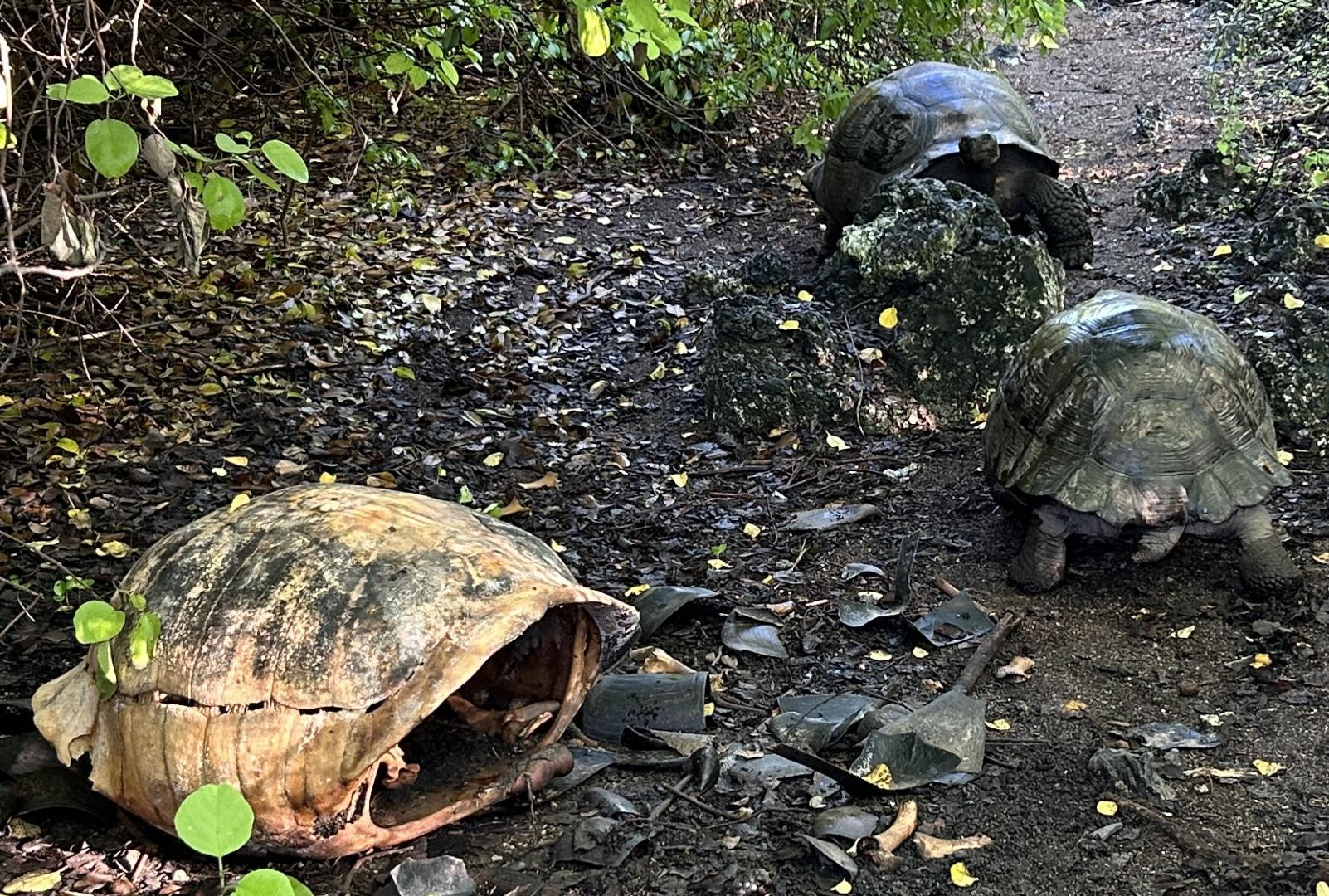 2024_02_26_12_Galapagos_Isabela_giant_tortoise_hike