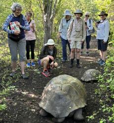 2024_02_26_14_Galapagos_Isabela_giant_tortoise_hike