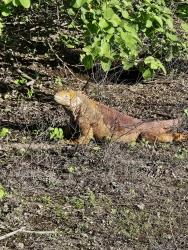 2024_02_26_23_Galapagos_Isabela_land_iguana_male