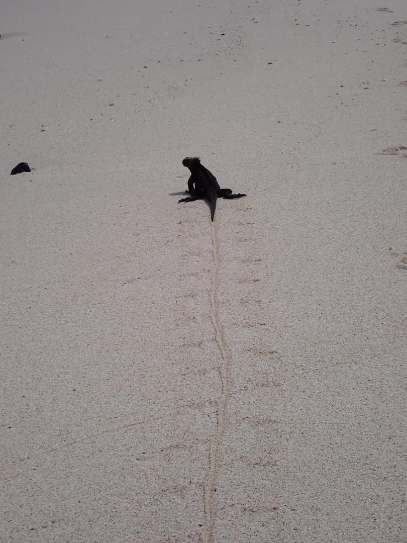 2024_02_28_03_Galapagos_Santa_Cruz_marine_iguana