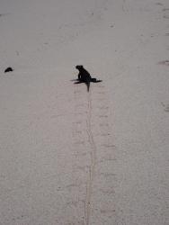 2024_02_28_03_Galapagos_Santa_Cruz_marine_iguana