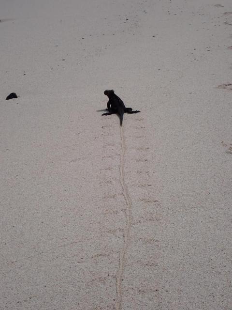 2024_02_28_03_Galapagos_Santa_Cruz_marine_iguana