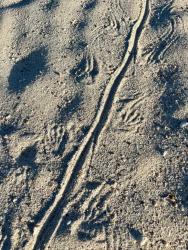 2024_02_28_04_Galapagos_Santa_Cruz_marine_iguana_tracks