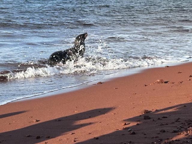 2024_02_28_14_Galapagos_Rabida_young_sea_lion_frolicking