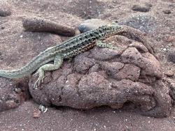 2024_02_28_17_Galapagos_Rabida_lava_lizard