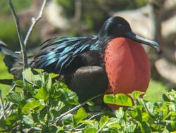 2024_02_29_06_Galapagos_North_Seymour_frigate_bird_male