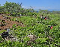 2024_02_29_08_Galapagos_North_Seymour_frigate_birds_juvenile_and_2_males