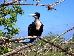 2024_02_29_09_Galapagos_North_Seymour_frigate_chick