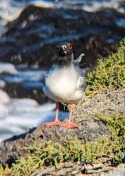 2024_02_29_11_Galapagos_North_Seymour_nocturnal_gull