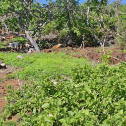 2024_02_29_14_Galapagos_South_Plaza_land_iguana_1