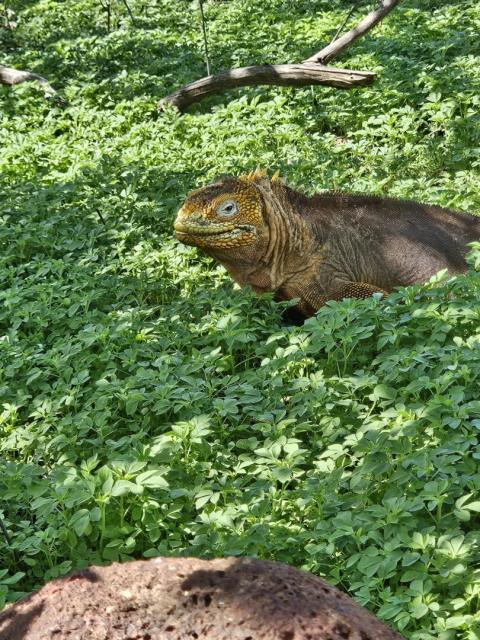 2024_02_29_16_Galapagos_South_Plaza_land_iguana_2