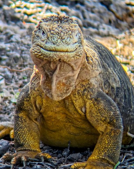 2024_02_29_16b_Galapagos_South_Plaza_land_iguana