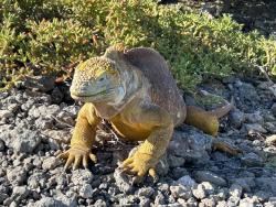 2024_02_29_17_Galapagos_South_Plaza_land_iguana