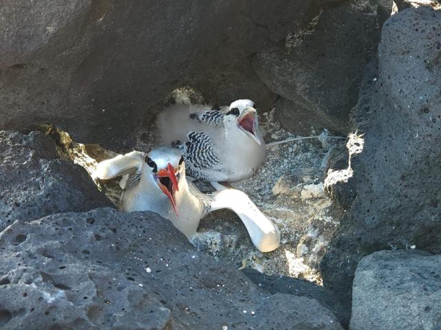 2024_02_29_20b_Galapagos_South_Plaza_tropic_bird_mom_and_chick_panting_in_heat