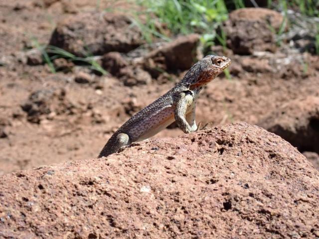 2024_02_29_23_Galapagos_South_Plaza_lava_lizard