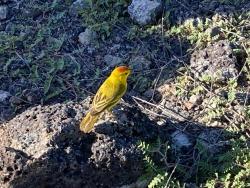 2024_02_29_24_Galapagos_South_Plaza_yellow_warbler