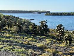 2024_02_29_26_Galapagos_South_Plaza_prickly_pear_forest