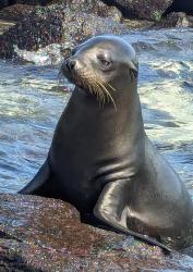 2024_03_01_04_Galapagos_Espanola_baby_sea_lion