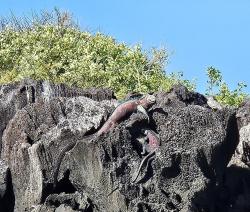 2024_03_01_05_Galapagos_Espanola_Christmas_marine_iguanas_1