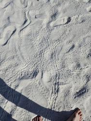 2024_03_01_17b_Galapagos_Espanola_bird_tracks