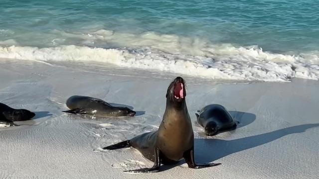 2024_03_01_21_Galapagos_Espanola_sea_lion_yawn