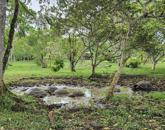 2024_03_02_17c_Galapagos_Santa_Cruz_tortoise_mud_wallow