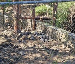 2024_03_03_02b_Galapagos_National_Park_baby_tortoises_5yrs_old