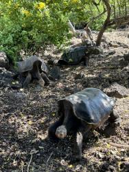 2024_03_03_04_Galapagos_National_Park_saddleback_tortoises_that_used_to_be_pets