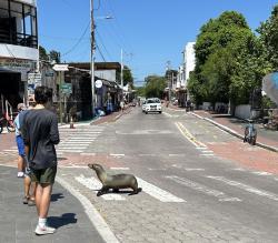 2024_03_03_10_Galapagos_Puerto_Ayora_sea_lion_having_an_Abbey_Road_moment