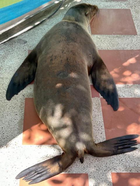 2024_03_03_11_Galapagos_Puerto_Ayora_sea_lion_sleeping_on_sidewalk