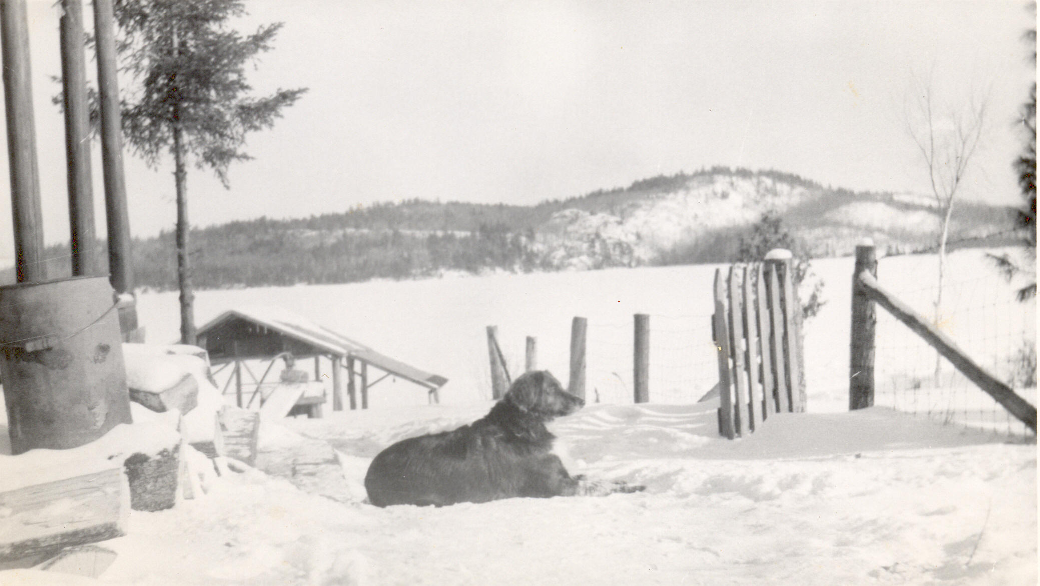 1951:  Sox the dog.