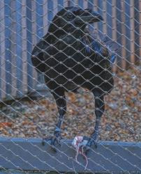 022_Tower_of_London_-_Feeding_time_in_the_raven_cages.jpg