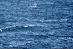 044_North_Sea_-_not_much_wildlife_to_photograph_but_I_found_something.jpg